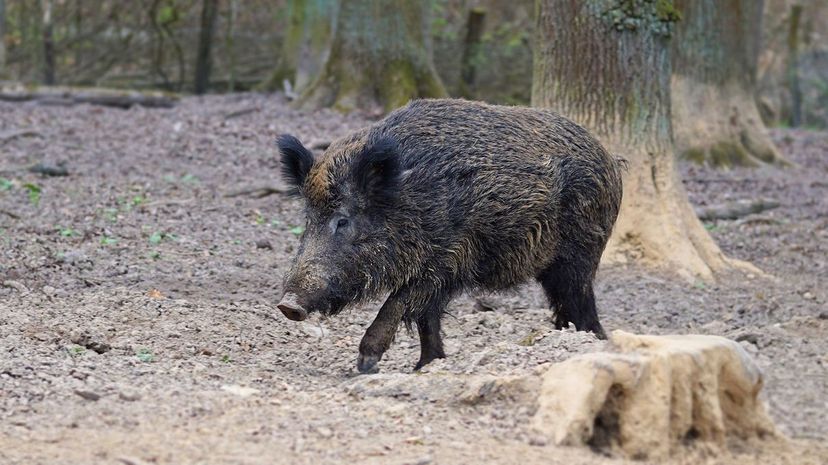 Wild Boar