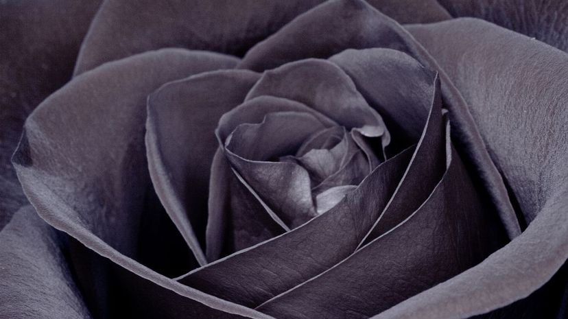 40 dark rose