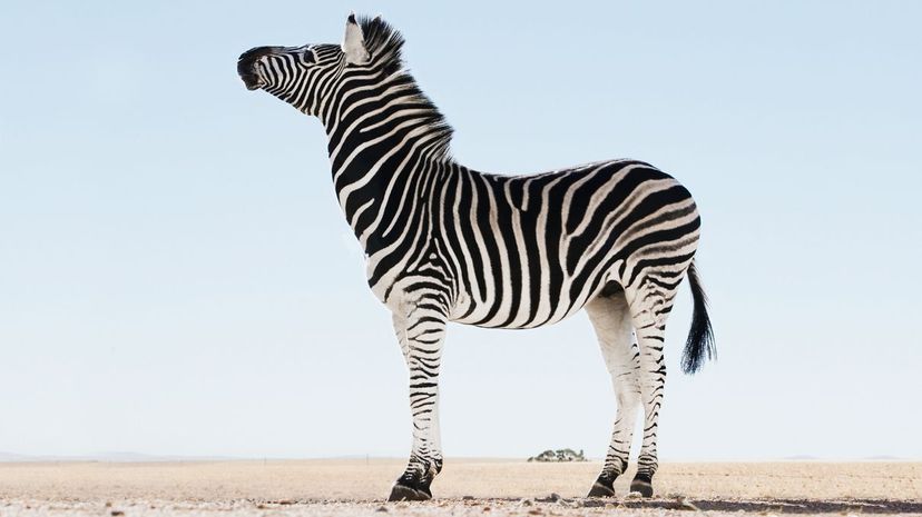 Zebra