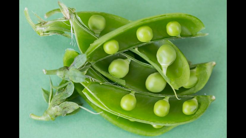 Sugar snap pea