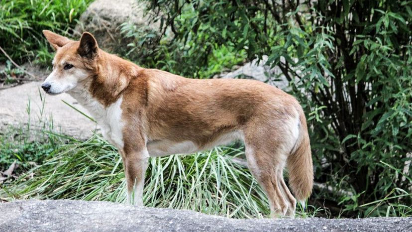 Dingo