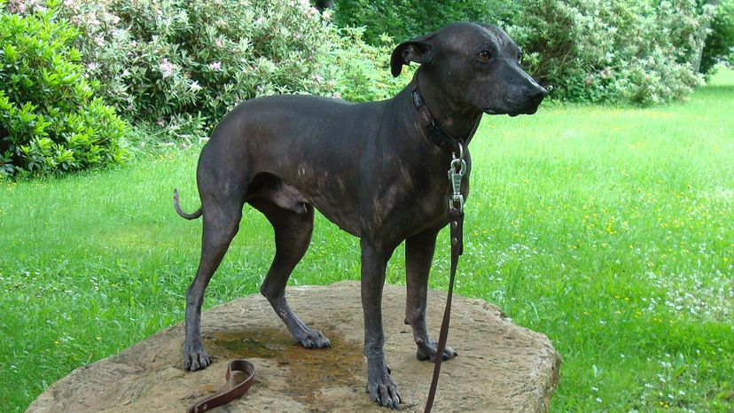 Peruvian Hairless Dog