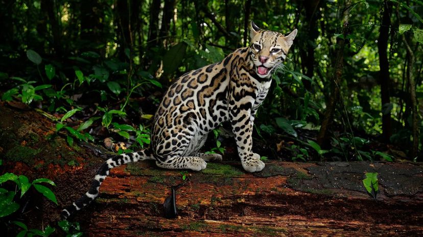 Ocelot