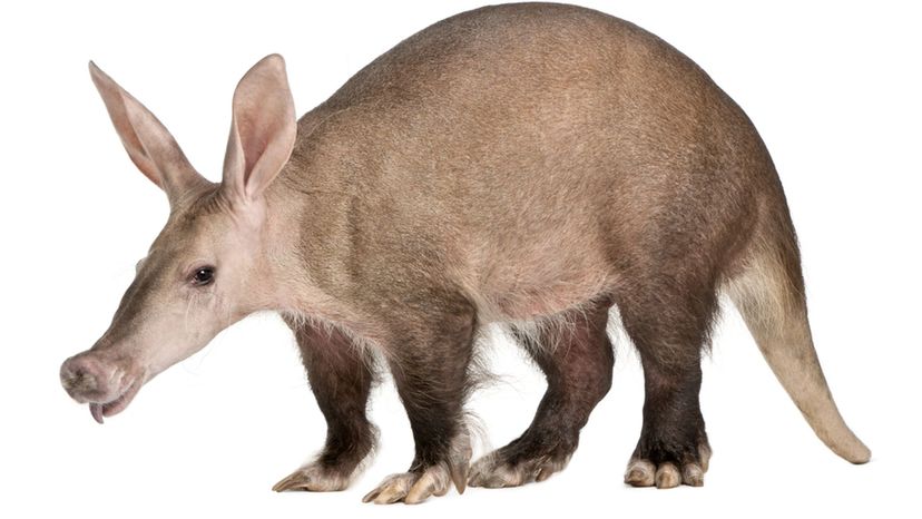 Aardvarks