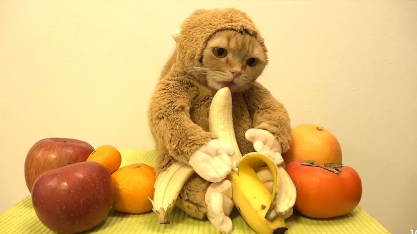 Monkey