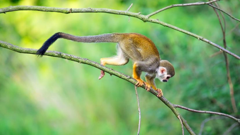 Squirrel monkey