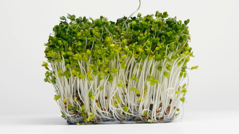 25 Alfalfa sprouts GettyImages-98196654
