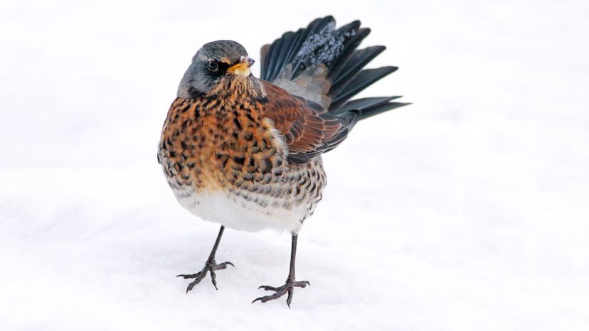 Fieldfare