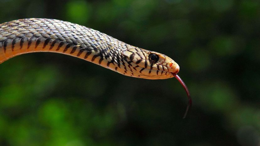 King Cobra