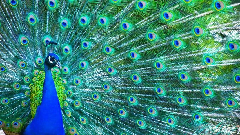 Peacock