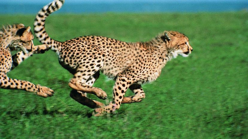 14 Cheetah