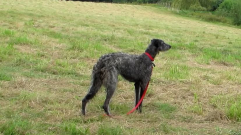 31 Scottish Deerhound