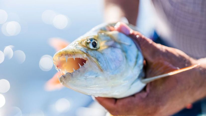 Tigerfish