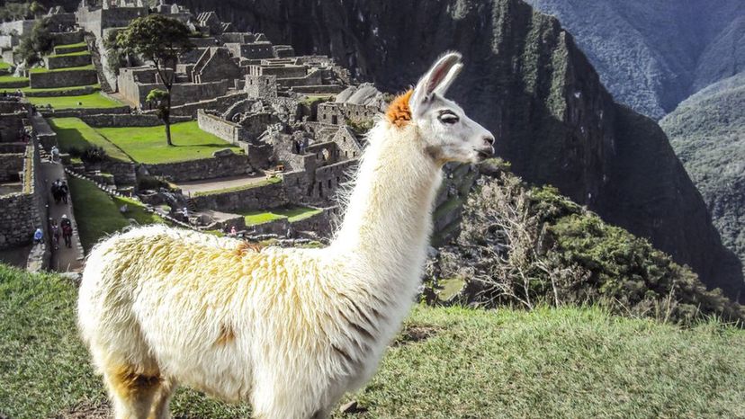 Llama Peru