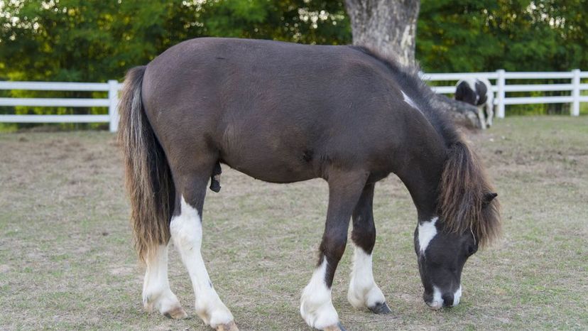 Can You Guess These Horse Breeds in this Hidden Picture Game