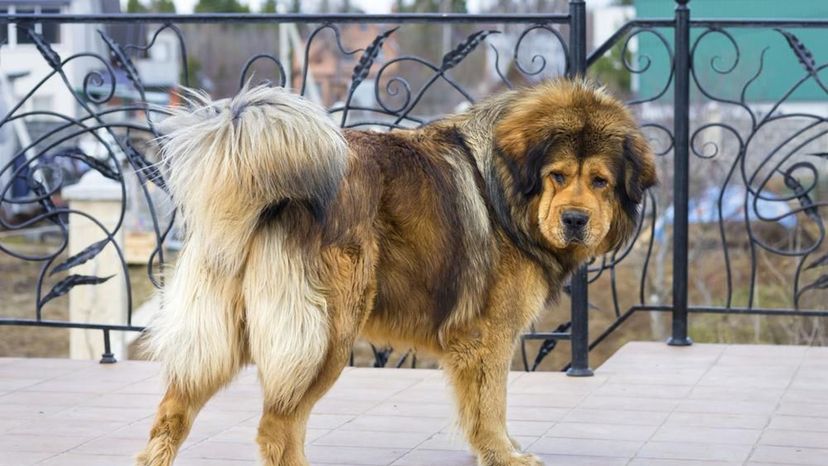 Tibetan Mastiff