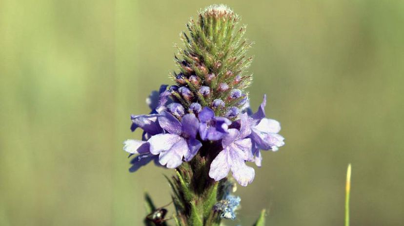 Dakota Verbena