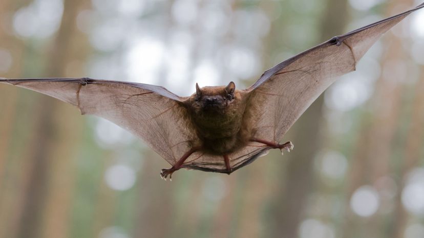 Bat