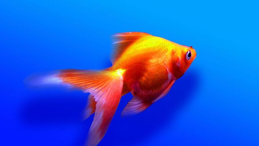 Fantail goldfish