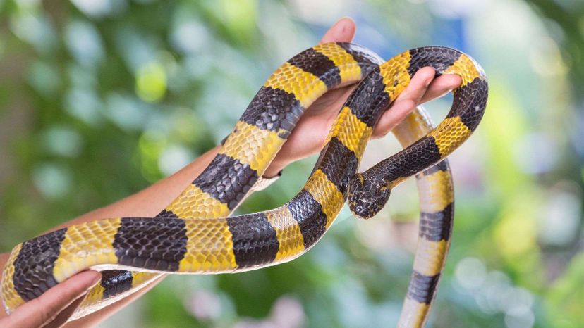 Este quiz de identificação de cobras venenosas é realmente difícil