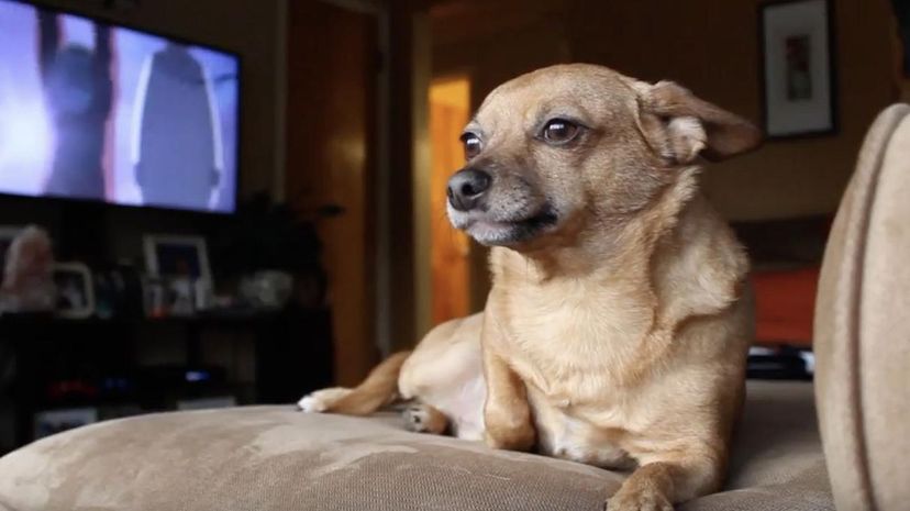 Chiweenie＂border=