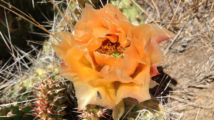 Cactus blossom