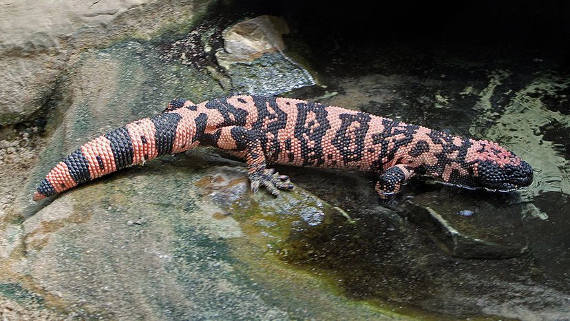 Gila Monster