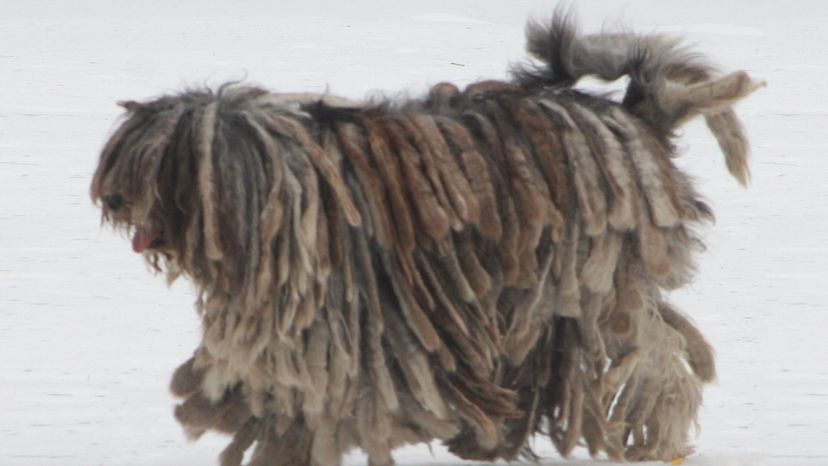 Bergamasco shepherd