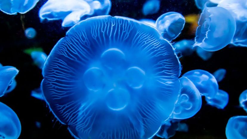 Moon jellyfish