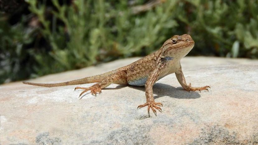 Whiptail Lizard