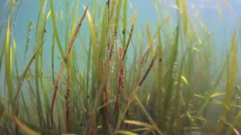 Seagrass