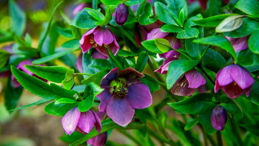 Hellebore