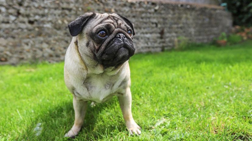 A pug