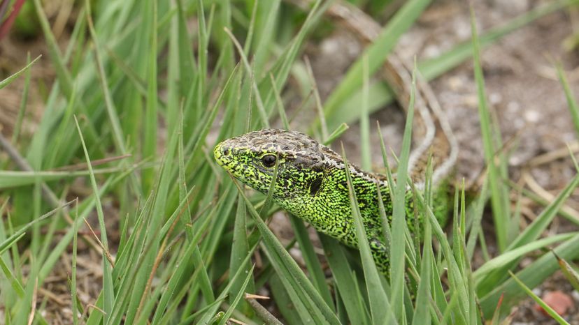 Sand Lizard