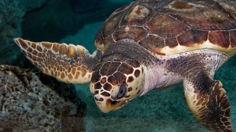 Leatherback sea turtles