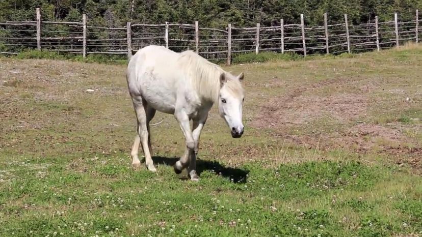 Newfoundland Pony