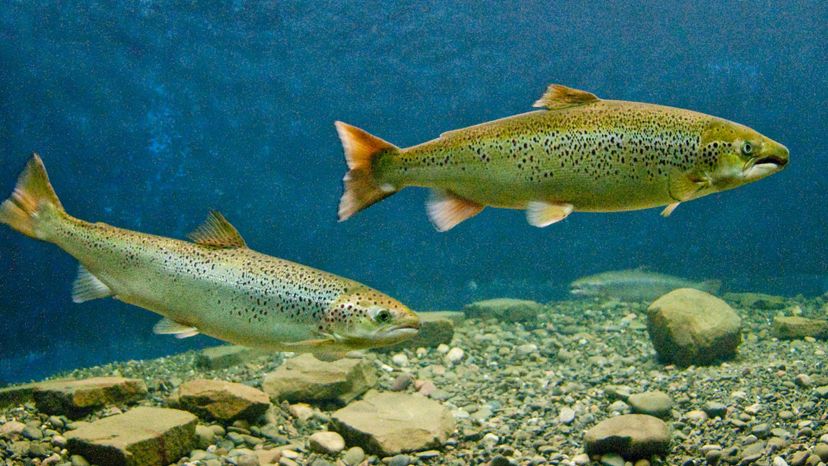Atlantic salmon