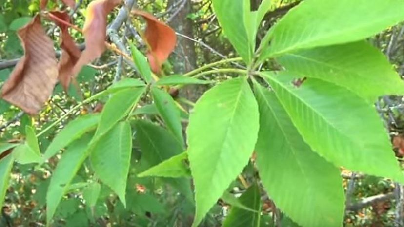 Ohio Buckeye