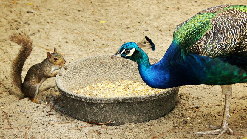 Squirrel and peacock sharing corn