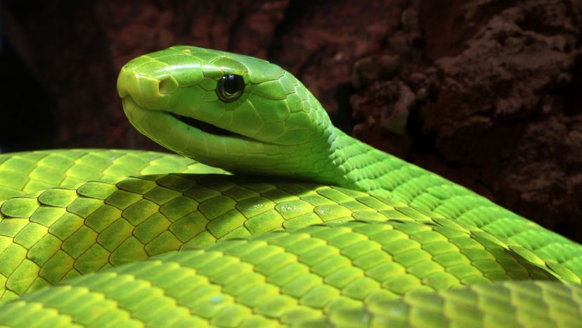 Eastern green mamba