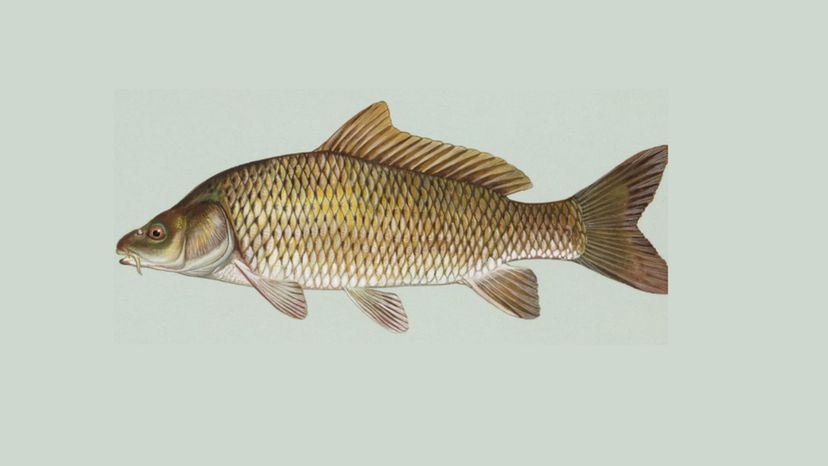 Common Carp