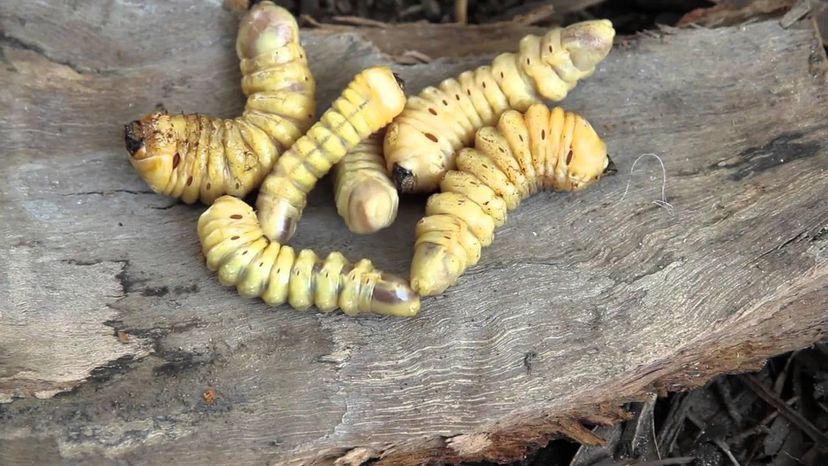 Witchetty Grub