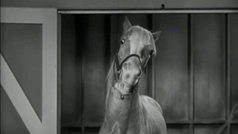 Mr. Ed -- Mr. Ed