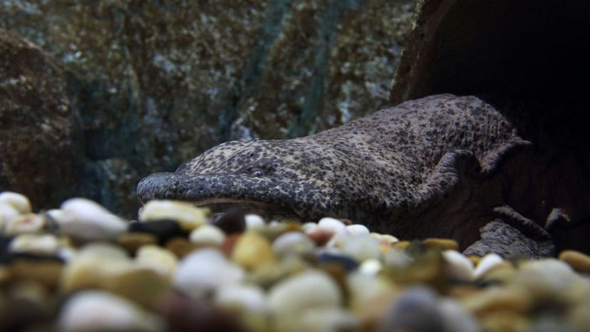 Chinese Giant Salamader