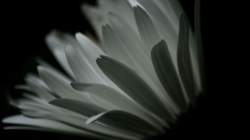 Closeup of a white flower