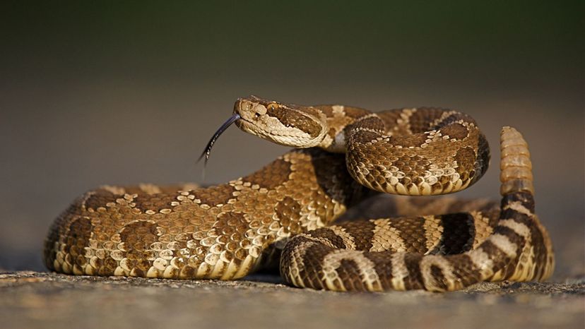 Este cuestionario de identificación de serpientes venenosas está muy difícil, nos sorprenderás si respondes bien al menos 4 preguntas