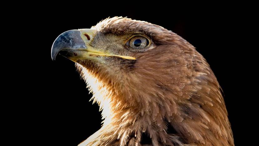 Which Bird of Prey Are You?