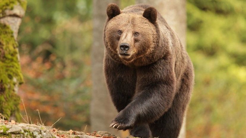 Brown Bear