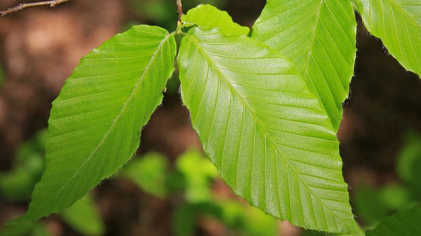 American beech