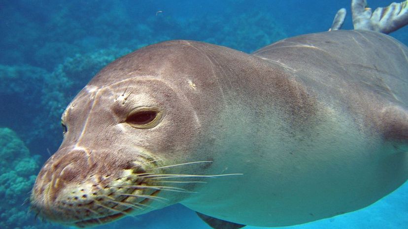 Hawaiian Monk Seal